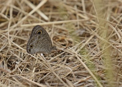 Afrikaanse-ringetjie / African Ringlet