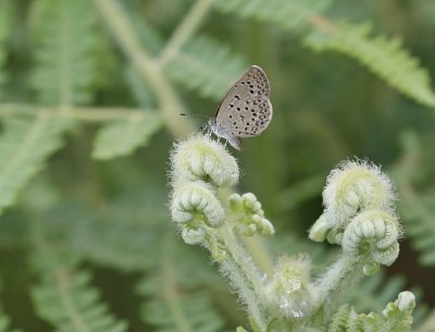 :: Duwweltjie-bloutjie / Sooty Blue ::