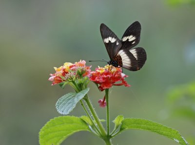 Witstreep-rootjie / White-banded Acraea
