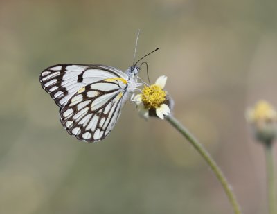 Witgatwitjie / Brown-veined White