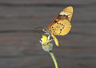 Witstreep-rootjie  White-barred Acraea