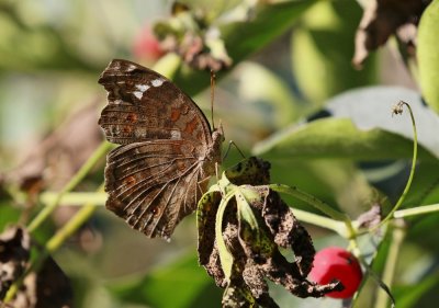 Natal-gesiggie / Brown Pansy
