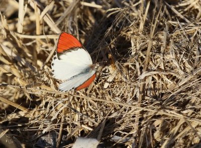 Rooipuntjie / Red Tip