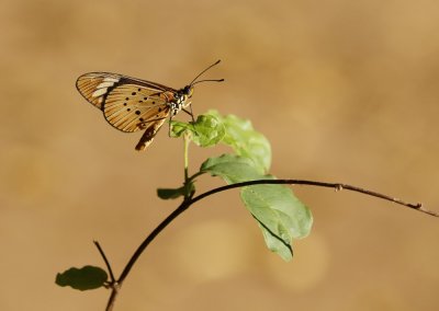 Witstreep-rootjie / White-barred Acaea