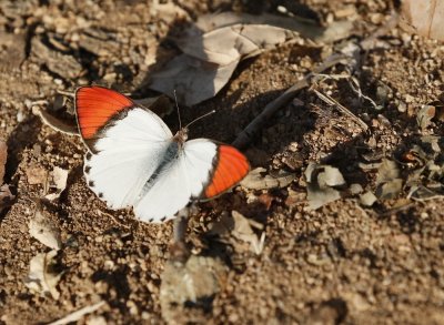 Rooipuntjie / Red Tip