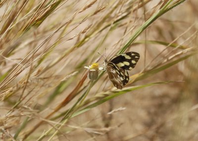 Kwagga / Zebra White
