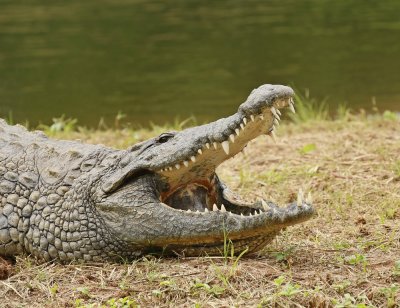Krokodil / Nile Crocodile