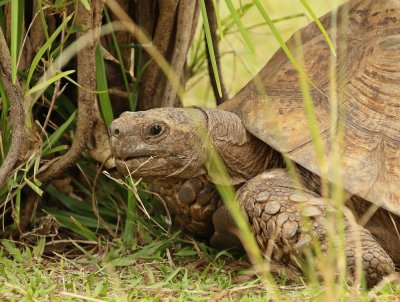 Landskilpaaie / African Spurred Tortoise 