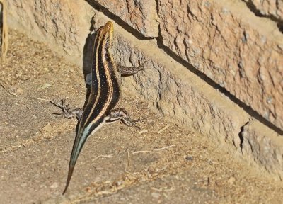 Reenboog Gladde Akkedis / Rainbow Skink