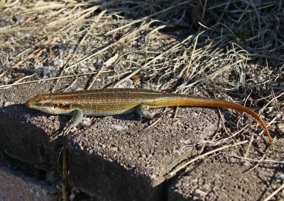 Reenboog Gladde Akkedis / Rainbow Skink