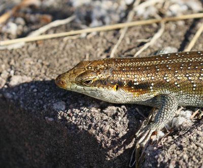 Reenboog Gladde Akkedis / Rainbow Skink