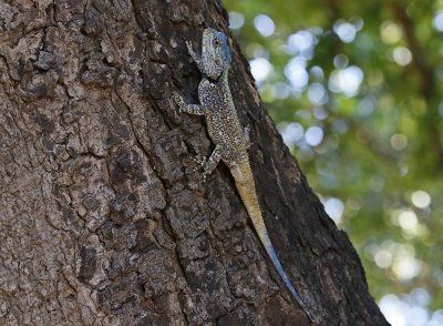 Bloukopkoggelmander / Blue-headed Tree Agama