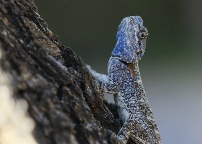 Bloukopkoggelmander / Blue-headed Tree Agama