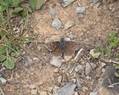 Bruin Dikkopje / Dingy Skipper