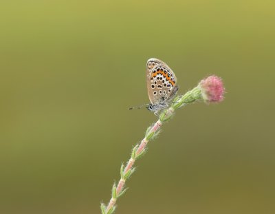 Heideblauwtje / Silver-studded Blue