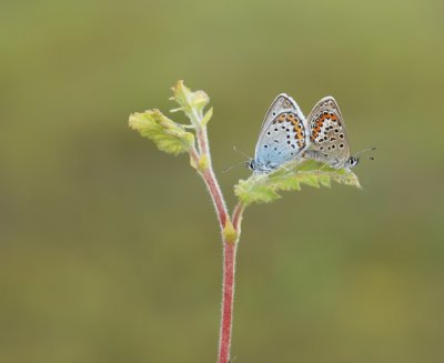 Heideblauwtje / Silver-studded Blue