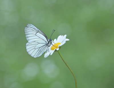 Groot Geaderd Witje / Black-veined White