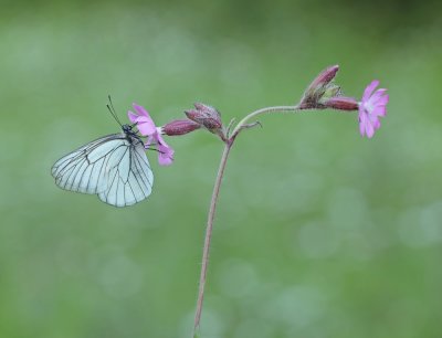 Groot Geaderd Witje / Black-veined White