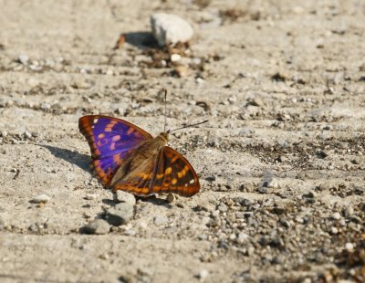 Kleine Weerschijnvlinder / Lesser Purple Emperor
