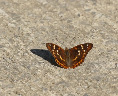 Kleine Weerschijnvlinder / Lesser Purple Emperor