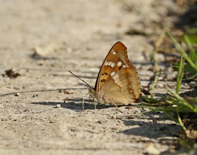 Kleine Weerschijnvlinder / Lesser Purple Emperor