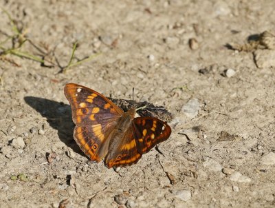 Kleine Weerschijnvlinder / Lesser Purple Emperor