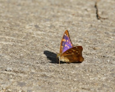 Kleine Weerschijnvlinder / Lesser Purple Emperor