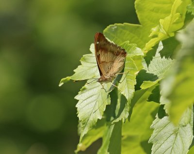 Kleine Weerschijnvlinder / Lesser Purple Emperor