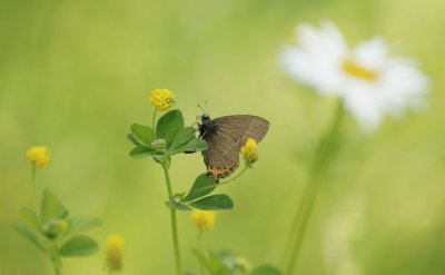 Pruimenpage / Black Hairstreak