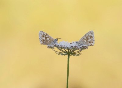 Bleek Blauwtje / Chalk-hill Blue
