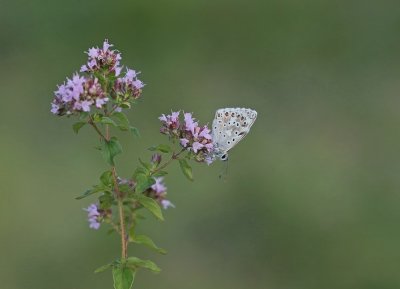 Bleek Blauwtje / Chalk-hill Blue