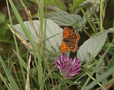 Morgenrood / Scarce Copper