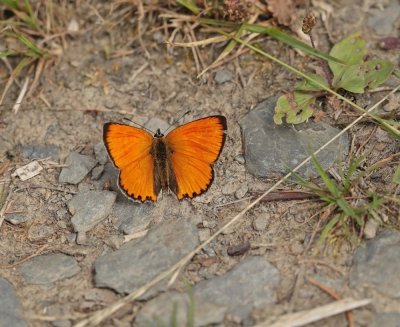 Morgenrood / Scarce Copper