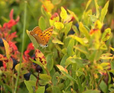 Morgenrood / Scarce Copper