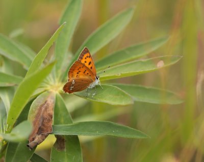 Morgenrood / Scarce Copper