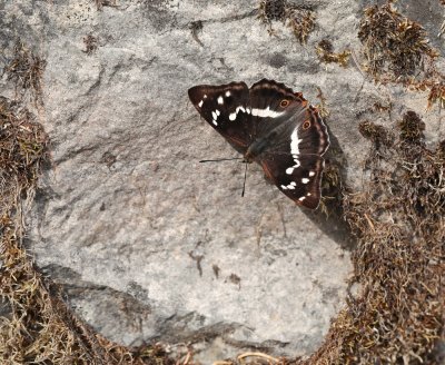 Grote Weerschijnvlinder / Purple Emperor