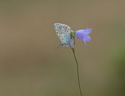 Bleek Blauwtje / Chalk-hill Blue