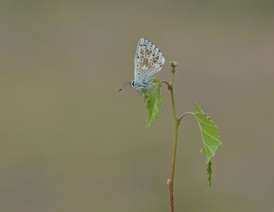 Bleek Blauwtje / Chalk-hill Blue