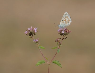 Bleek Blauwtje / Chalk-hill Blue