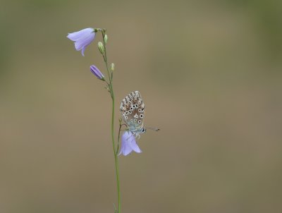 Bleek Blauwtje / Chalk-hill Blue