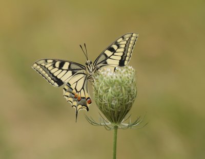 Koninginnenpage / Common Yellow Swallowtail