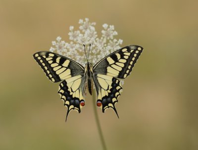 Koninginnenpage / Common Yellow Swallowtail
