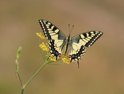 Koninginnenpage / Common Yellow Swallowtail