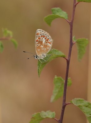 Bruin Blauwtje / Brown Argus