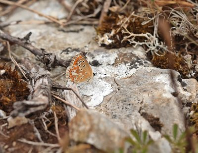 Bruin Blauwtje / Brown Argus