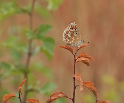 Bruin Blauwtje / Brown Argus