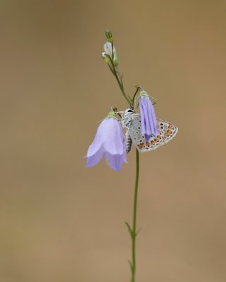 Bruin Blauwtje / Brown Argus