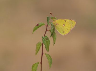 Gele Luzernevlinder / Pale Clouded Yellow