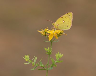 Gele Luzernevlinder / Pale Clouded Yellow