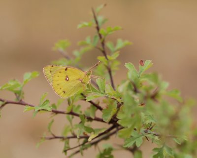 Gele Luzernevlinder / Pale Clouded Yellow